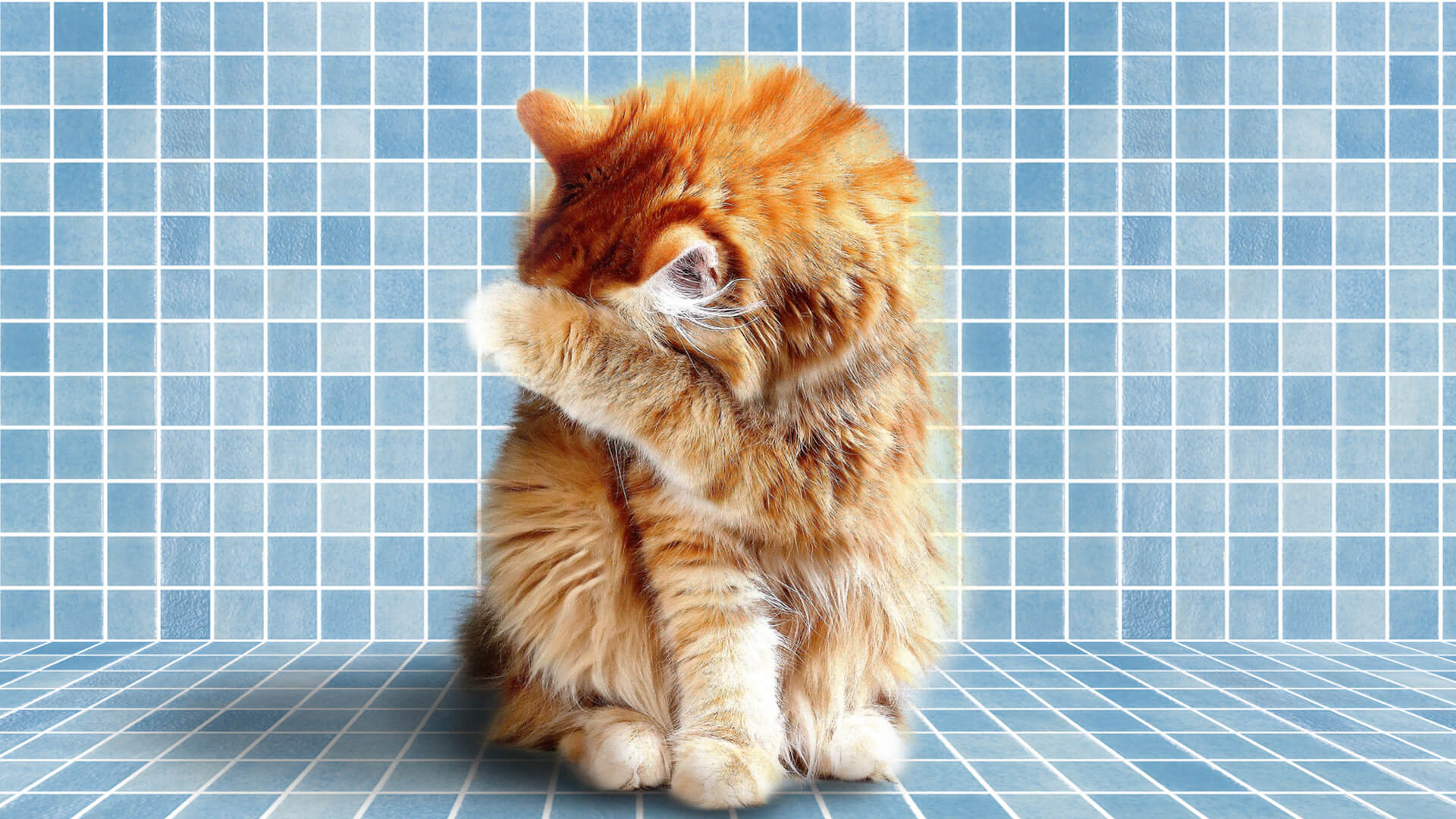 Piscina e animali: attenzione a come invernate la piscina